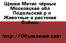 Щенки Метис чёрные - Московская обл., Подольский р-н Животные и растения » Собаки   